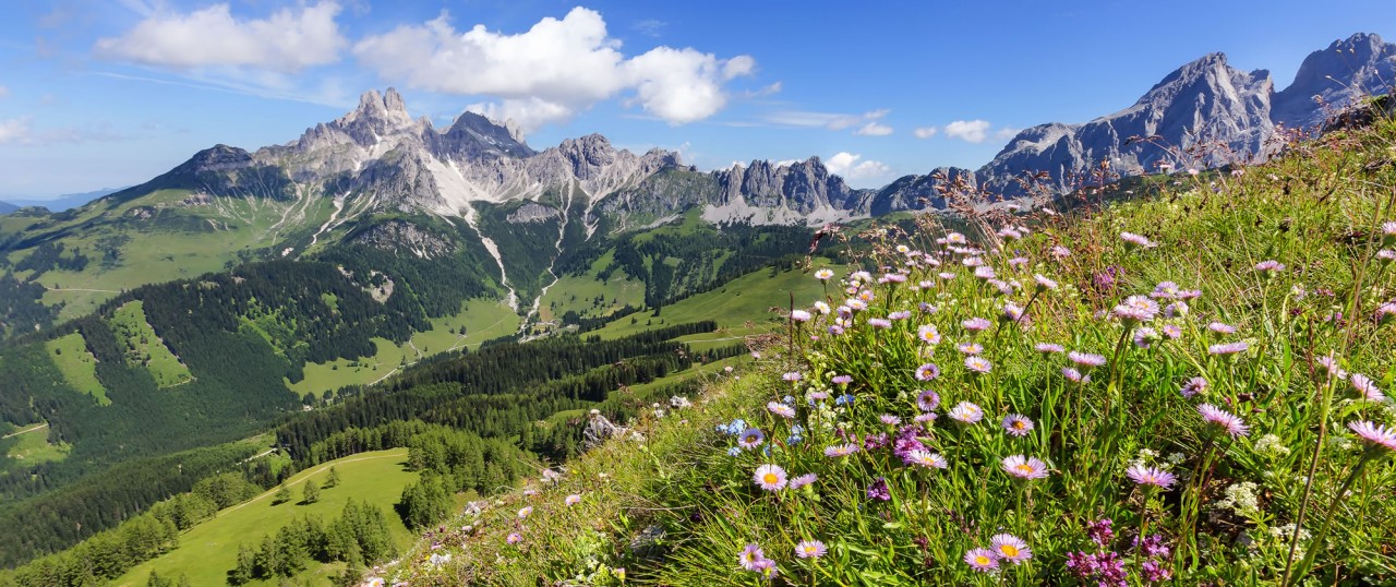 Blühende Wiesenlandschaft vor Bischofsmütze © Weesjes